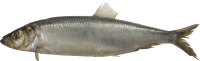 Fish PNG