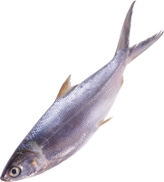 Fish PNG