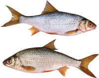 Fish PNG