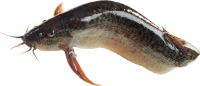 Fish PNG