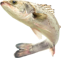 Fish PNG