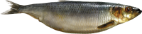 Fish PNG