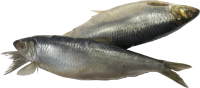 Fish PNG