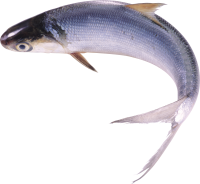 Fish PNG