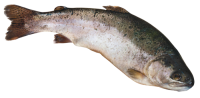 Fish PNG