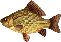 Fish PNG