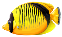 Fish PNG