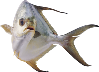 Fish PNG