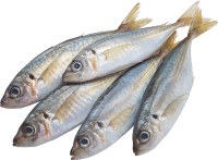 Fish PNG