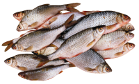 Fish PNG