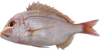 Fish PNG