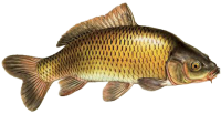 Fish PNG