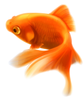 Fish PNG