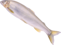 Fish PNG