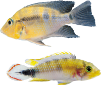 Fish PNG