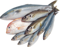 Fish PNG