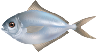 Fish PNG