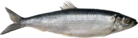 Fish PNG