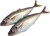 Fish PNG