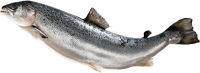 Fish PNG