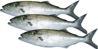 Fish PNG