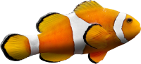 Fish PNG