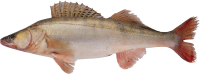 Fish PNG