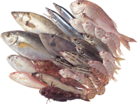 Fish PNG