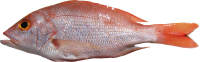 Fish PNG