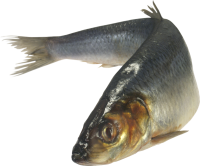 Fish PNG