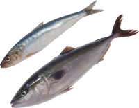 Fish PNG