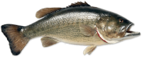 Fish PNG