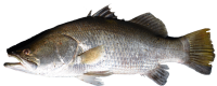 Fish PNG