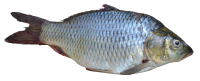 Fish PNG