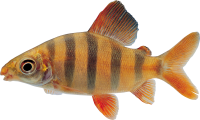 Fish PNG