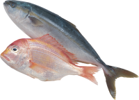 Fish PNG