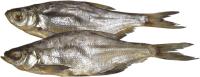 Fish PNG