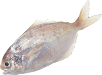 Fish PNG