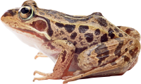 Frog PNG