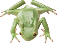 Green frog PNG