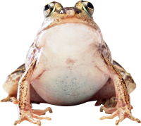 Frog PNG