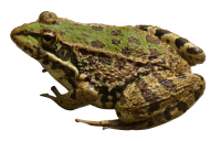 Frog PNG