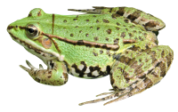 Frog PNG