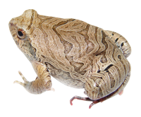 Frog PNG