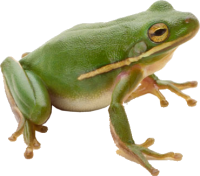 Green frog PNG