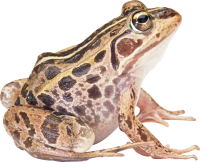 frog PNG image