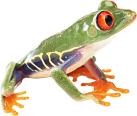 frog PNG image