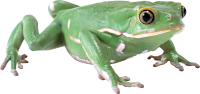 Green frog PNG