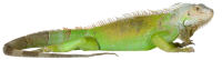 Iguana PNG