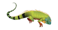 Iguana PNG